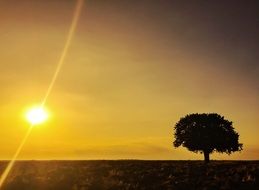 bright sun over a tree in the desert at sunset
