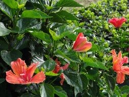 red Hibiscus Flowers on bush