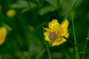 Closeup Picture of Buttercup blossoms