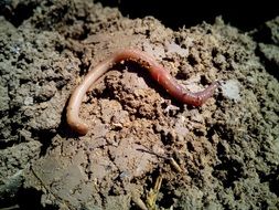 worm on a brown clay