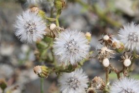 many dandelions in the mountains close-up