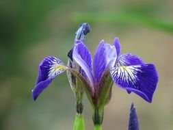 fresh garden flower in spring