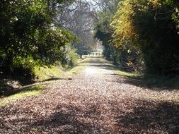 Walking trail among green trees