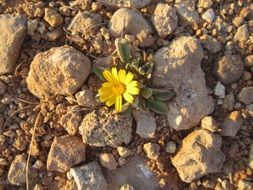 yellow small flower among stones