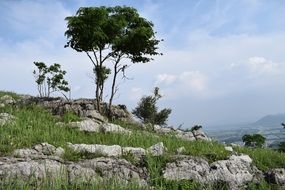 Trees on a mountain