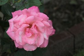 closeup view of open pink rose on a bush