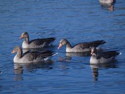 the gray ducks in the blue pond