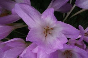 purple flower bloom view
