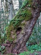 Tilted Tree in a forest