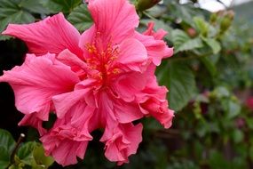 pink hibiscus flower on a green bush