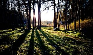 shadowed trees in the forest