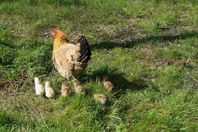 chicken with chickens on a green pasture