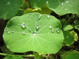 Raindrop Leaf