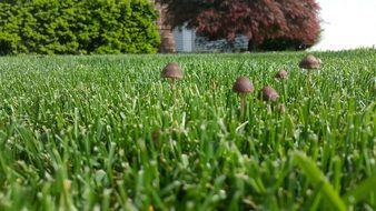 mushrooms among green grass close-up