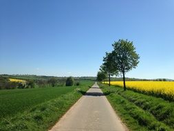 road along a colorful rapeseed field