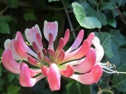 Colorful blooming flowers in the garden