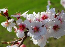 almond tree branch with white flowers