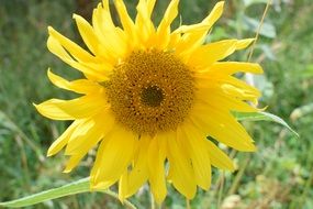 Sunflower at green grass Close up