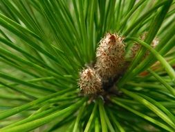 coniferous branch with buds
