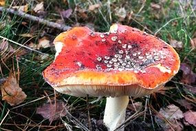 colorful mushroom among dry foliage closeup