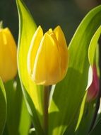 Tulip Meadow Bed