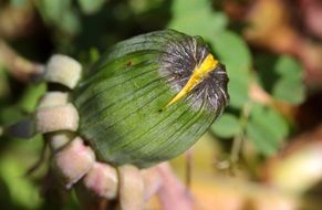 Macro photo of Closed bud