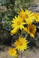 stunningly beautiful Yellow cute Flower