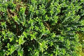 green shrub in the sunlight closeup