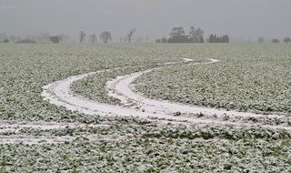 car tracks in winter rapeseed field