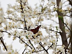 Colorful butterfly on the flowering tree branch with white and yellow flowers