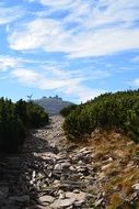 Trail White