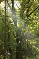 Sunbeam bursting through trees in Forest