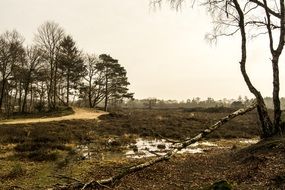 trees amid the gloomy landscape