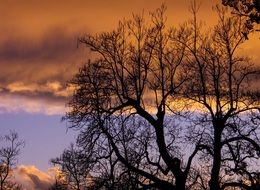 trees' silhouettes on the evening sky
