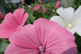 Beautiful pink and white flowers with green leaves in summer