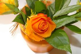 orange rose in a vase