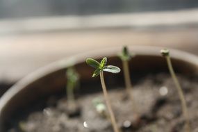 Seedlings of cannabis