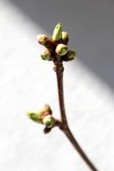 spring buds on a thin branch