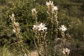 wild white flowers among the landscape on a blurred background