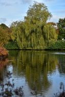 autumn landscape is reflected in the lake
