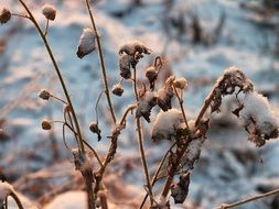 wild plants in winter time at dusk on a blurred background