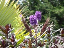 Picture of the natural Flowers in wilderness