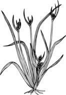 black-white graphic image of a wild plant with oblong leaves