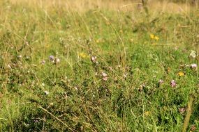 green meadow with spring flowers