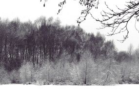 Wintry forest black and white Landscape
