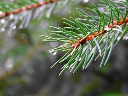 spruce branch with water drops