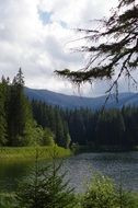 conifers near a lake in slovakia