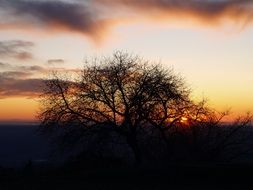 dark spreading tree on a background of orange sunset