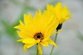 yellow flowers on a blurred background