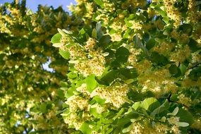 summer tree in bloom in the sun